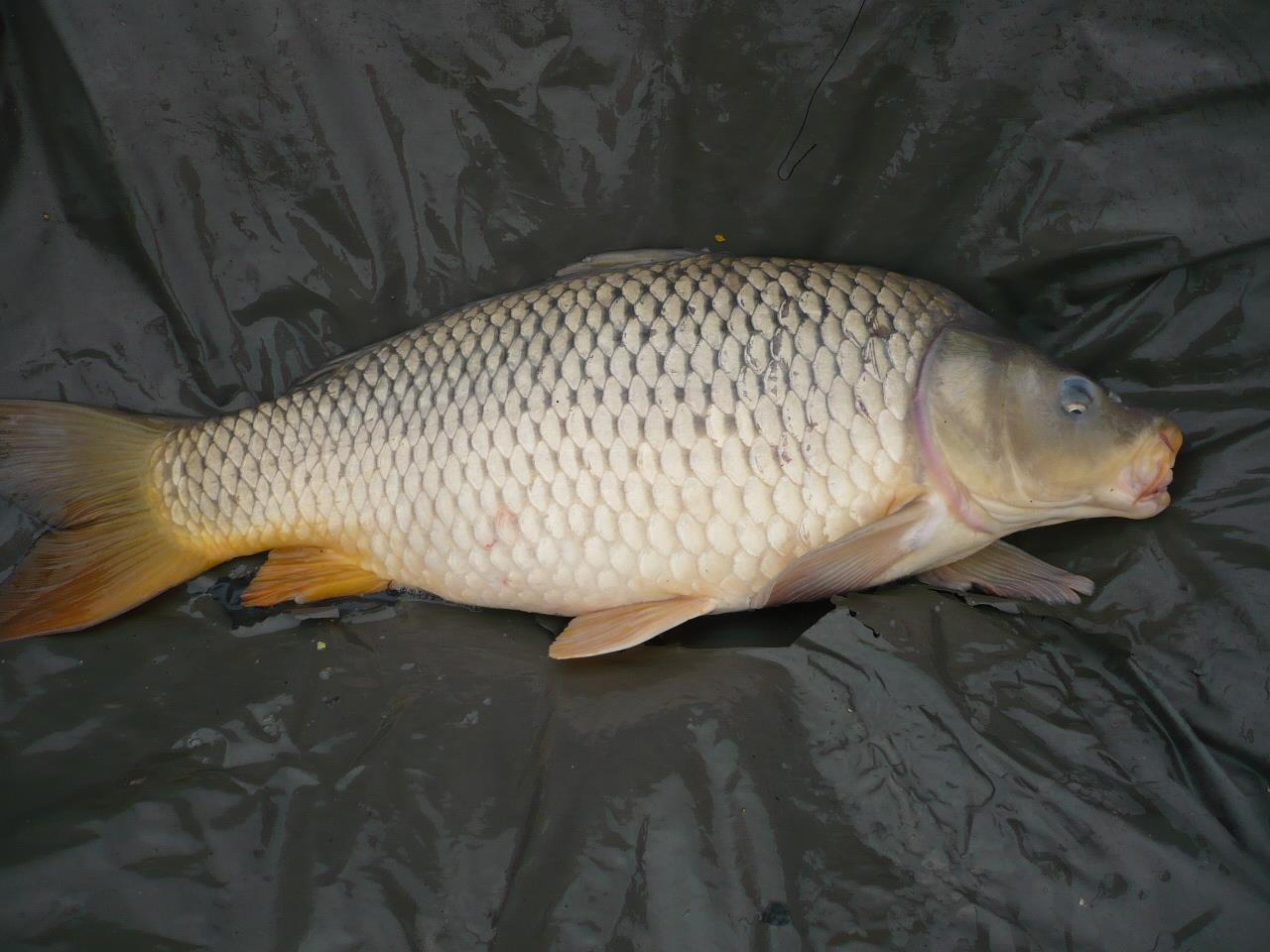 MV2 - 11.MAR.2014 - p1020169.JPG